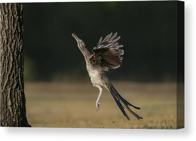 Greater Roadrunner Canvas Print featuring the photograph Leaping to feed by Puttaswamy Ravishankar