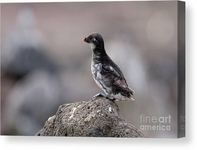 Alcidae Canvas Print featuring the photograph Least Auklet St. George Island Alaska by Robert Goodell