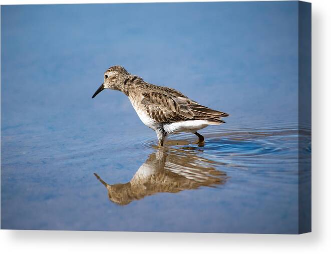 Least Sandpiper Canvas Print featuring the photograph Least Sandpiper by Bonny Puckett