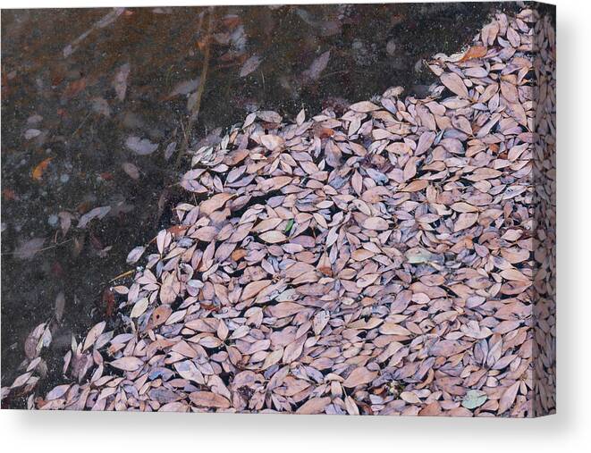 Leaves Canvas Print featuring the photograph Leaves And Ice by Karen Rispin