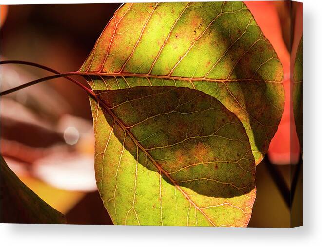 Astoria Canvas Print featuring the photograph Leaves of Smoketree by Robert Potts