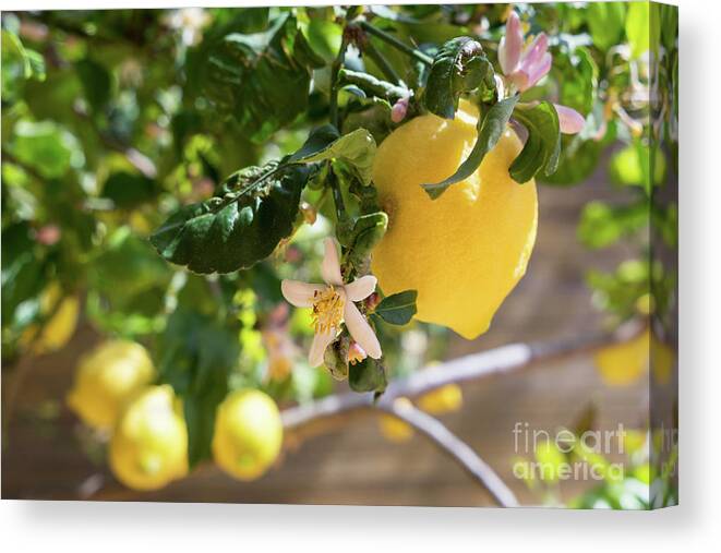 Lemon Tree Canvas Print featuring the photograph Lemon blossoms and lovely lemon in the Mediterranean garden by Adriana Mueller