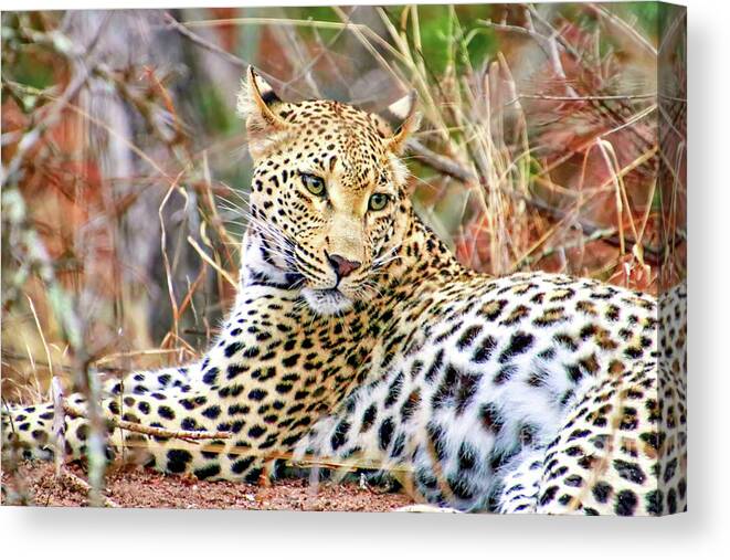 Africa Canvas Print featuring the photograph Leopard 1 by Tom Watkins PVminer pixs