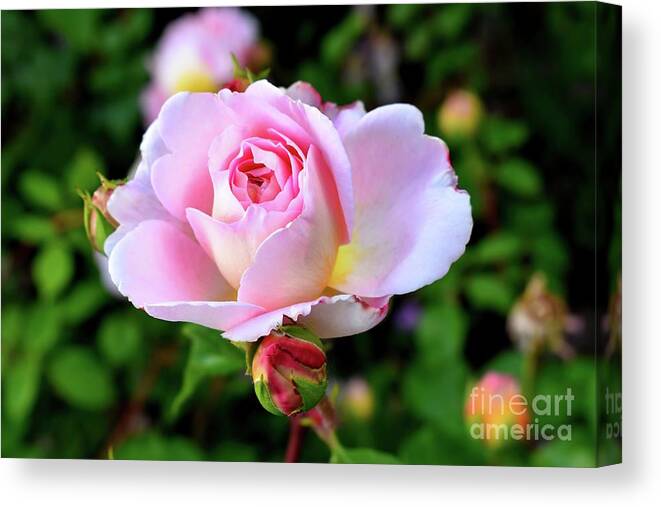 Nature Canvas Print featuring the photograph Let me take you to Fields of Roses 003 by Leonida Arte