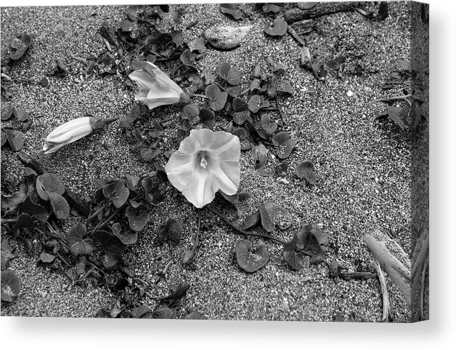 Flower Canvas Print featuring the photograph Life by Gina Cinardo