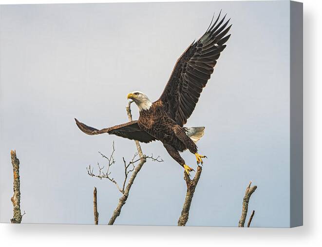 Bald Eagle Canvas Print featuring the photograph Liftoff by Linda Shannon Morgan