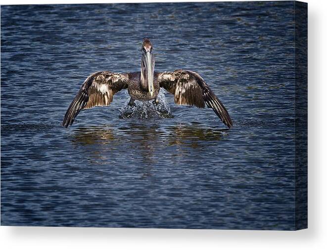 Brown Pelican Canvas Print featuring the photograph Liftoff by Ronald Lutz