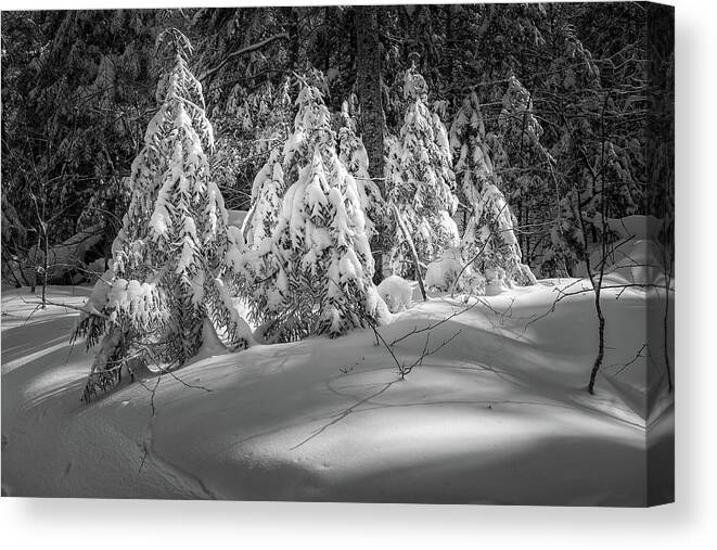 New Hampshire Canvas Print featuring the photograph Light In The Winter Wood by Jeff Sinon