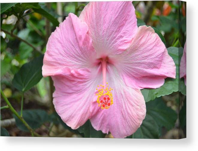 Flower Canvas Print featuring the photograph Light Pink Hibiscus 2 by Amy Fose