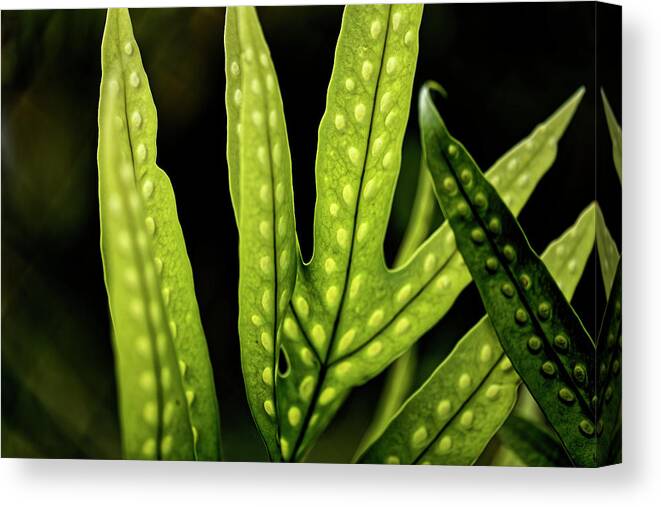 Ferns Canvas Print featuring the photograph Light Reveals All by Heidi Fickinger