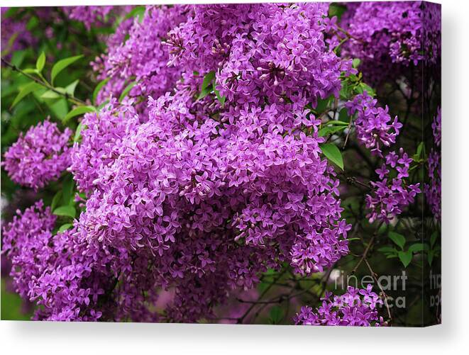 Lilac The Sweetest Scent Canvas Print featuring the photograph Lilac the Sweetest Scent by Rachel Cohen