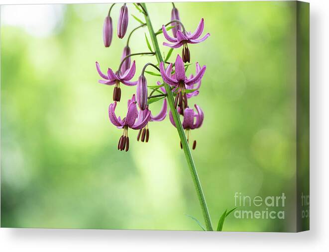 Lily Cattaniae Canvas Print featuring the photograph Lilium Martagon Cattaniae Flower Abstract by Tim Gainey