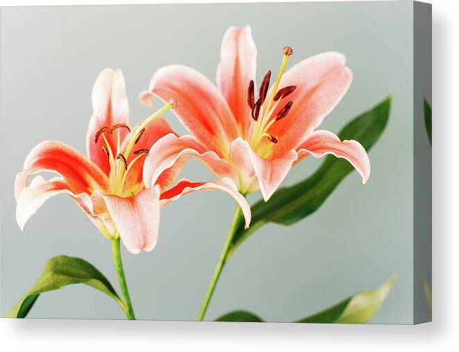 Lily Canvas Print featuring the photograph Lily 6517 by Pamela S Eaton-Ford