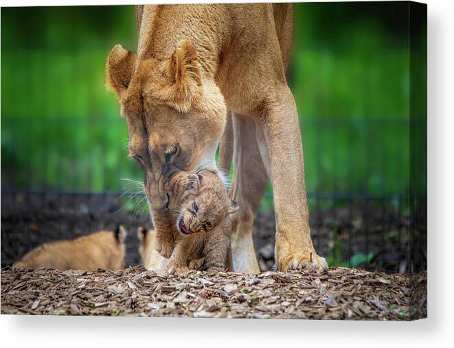 Lion Canvas Print featuring the photograph Lily and cub in mouth by Gareth Parkes