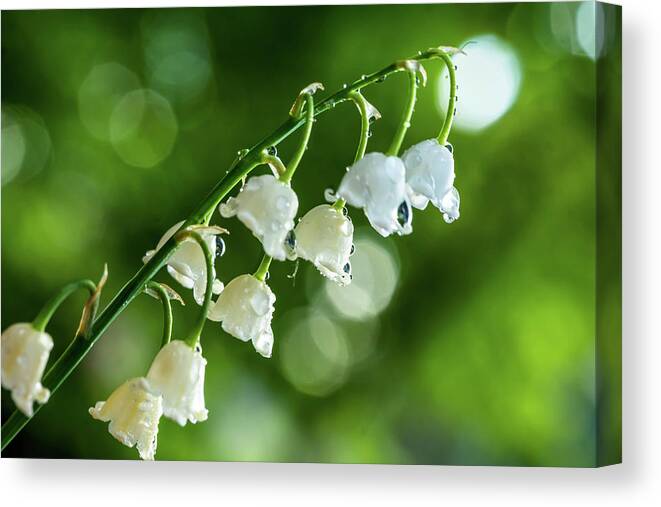 Lily Of The Valley Canvas Print featuring the photograph Lily of the Valley by Lilia S
