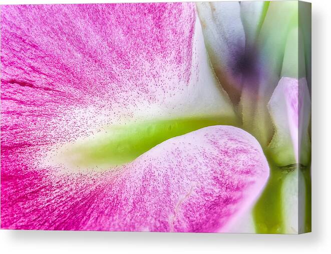 Lily Canvas Print featuring the photograph Lily Petal Macro Abstract by Stuart Litoff