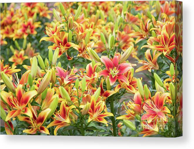 Gardens Canvas Print featuring the photograph Lilycrest Lilymania by Marilyn Cornwell
