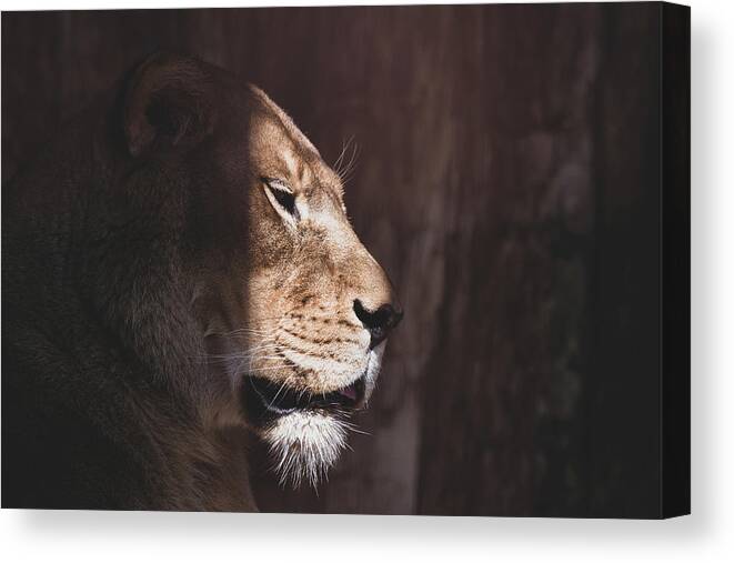 Lioness Canvas Print featuring the photograph Warming Thoughts by Rose Guinther