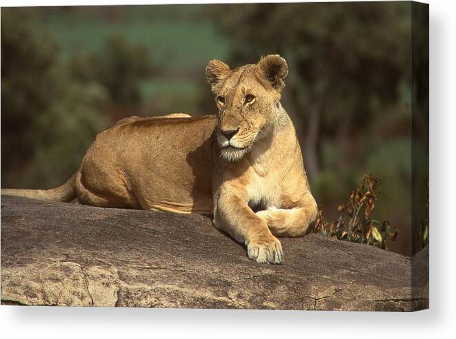 Africa Canvas Print featuring the photograph Lioness Sunning Herself by Russel Considine