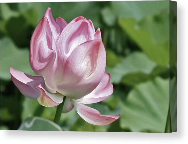 Flower Canvas Print featuring the photograph Liquid Lotus by Carolyn Stagger Cokley