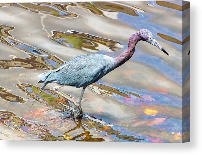 Bird Canvas Print featuring the photograph Little Blue Heron Fishing by Blair Damson