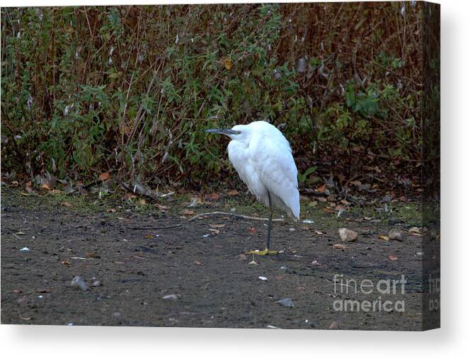 Nature Canvas Print featuring the photograph Little Egret resting by Stephen Melia