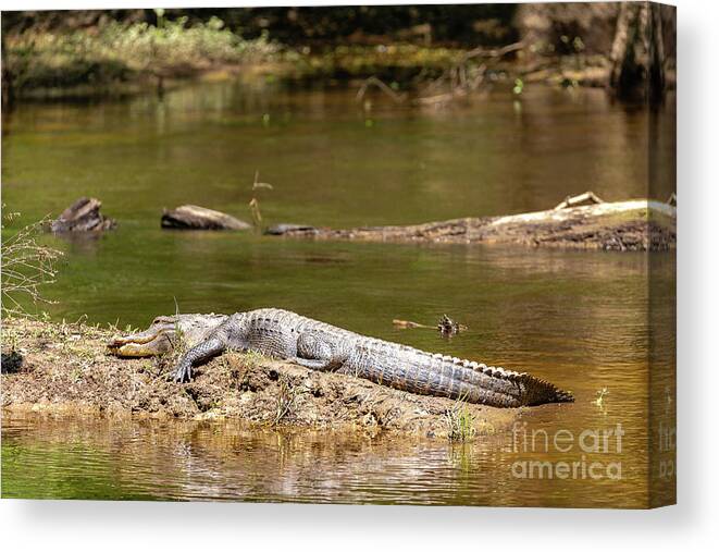 2020 Canvas Print featuring the photograph Little Gator - Congaree Creek by Charles Hite