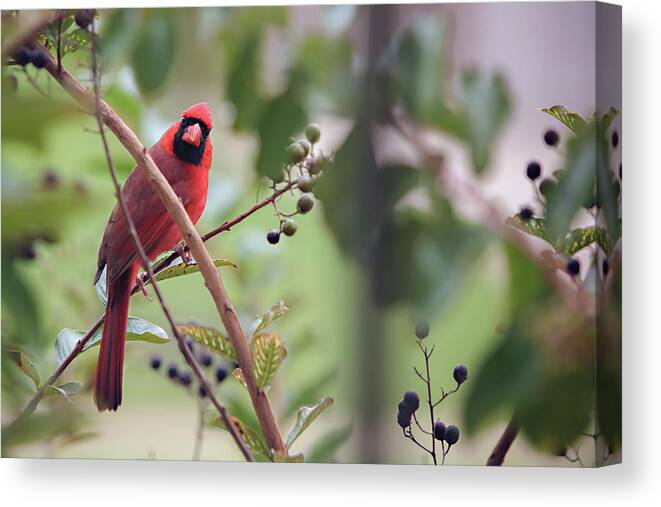 Cardinal Canvas Print featuring the photograph Little Red Bird by Carolyn Ann Ryan