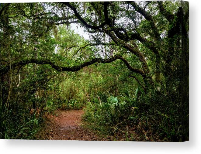 Trail Canvas Print featuring the photograph Little Talbot Island Winding Trail by Debra and Dave Vanderlaan
