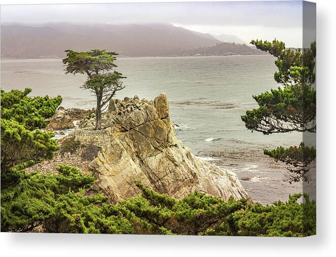 California Canvas Print featuring the photograph Lone Cypress by Janis Knight