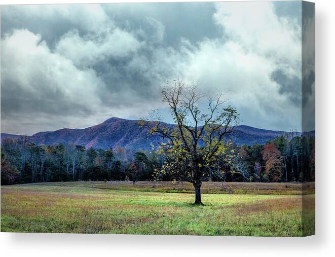 Smokies Canvas Print featuring the photograph Lone Tree at Cades Cove Townsend Tennessee by Debra and Dave Vanderlaan