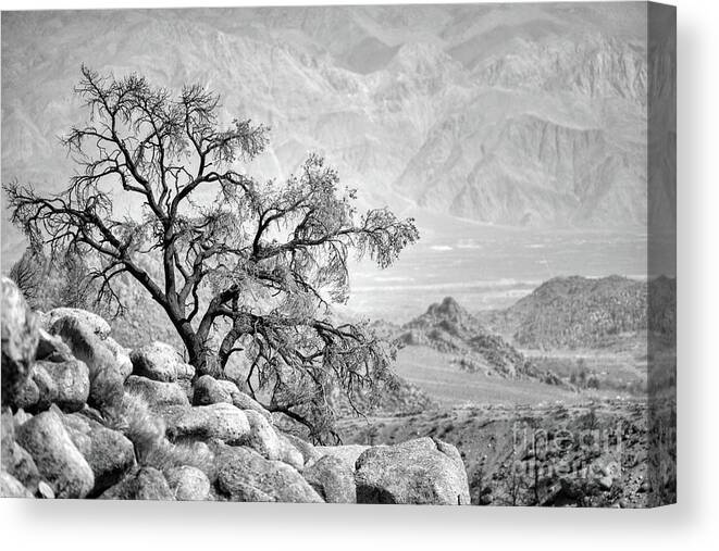  Canvas Print featuring the photograph Lone Tree by Doug Sturgess