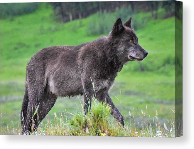 Wolf Canvas Print featuring the photograph Lone Wolf by Ed Stokes