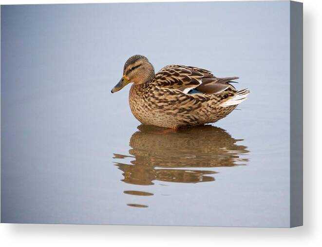 Duck Animal Puddle Lonely Lonliness Sad Thinking Contemplation Reflection Muddy Water Brown Female Bird Looking Canvas Print featuring the photograph Lonely duck in a puddle by Sean Hannon