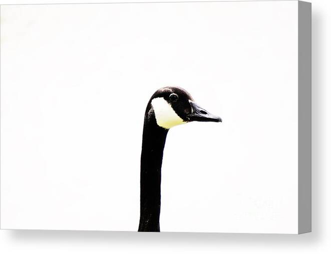 Goose Canvas Print featuring the photograph Long Necked by Merle Grenz
