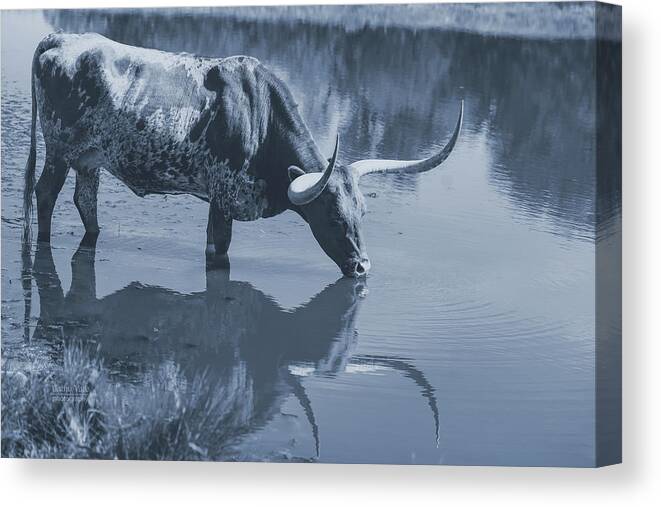 Texas Longhorns Wall Art Canvas Print featuring the photograph Longhorn Cow In Water Print In Black And White by Cathy Valle