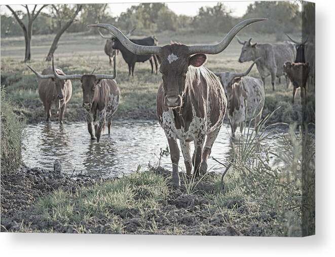 Texas Longhorn Cow Picture Canvas Print featuring the photograph longhorn cow leads herd across a Texas creek by Cathy Valle