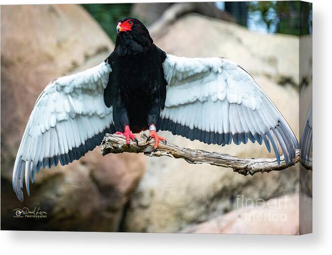 Bateleur Eagle Canvas Print featuring the photograph Look at My Wingspan by David Levin
