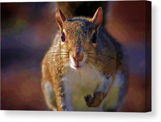 Eastern Gray Squirrel Canvas Print featuring the photograph Look Into My Eyes by HH Photography of Florida