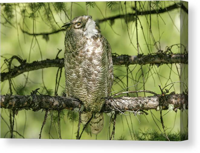 Owl Canvas Print featuring the photograph Looking above by Ronnie And Frances Howard