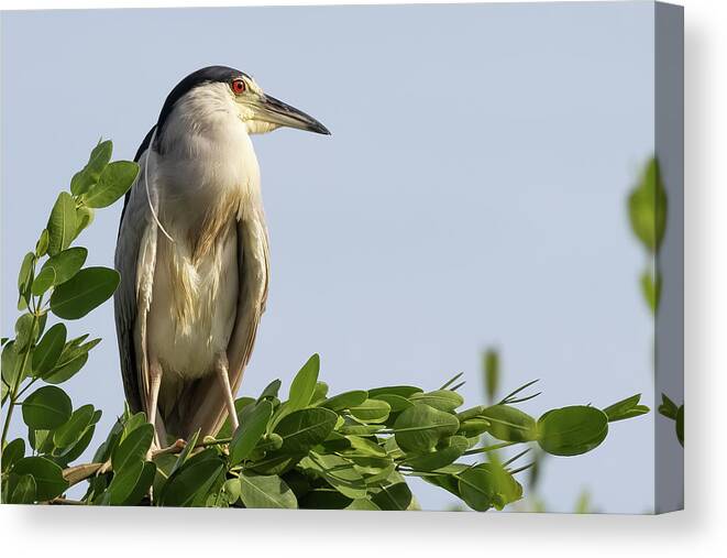 Birds Canvas Print featuring the photograph Looking Eastward by RD Allen