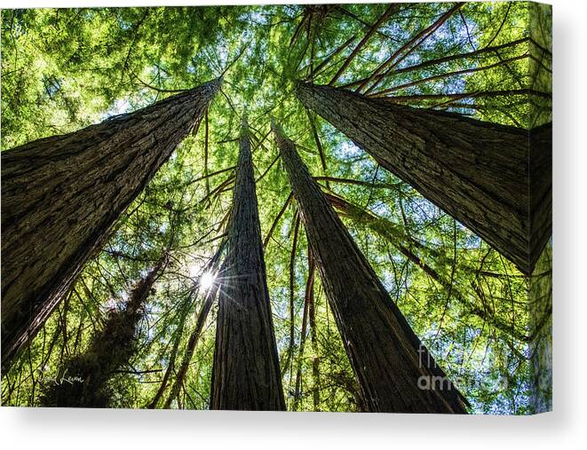 250 Feet Tall Canvas Print featuring the photograph Looking Straight Up by David Levin