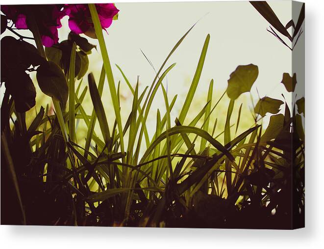 Grass Canvas Print featuring the photograph Looking through the Grass by W Craig Photography