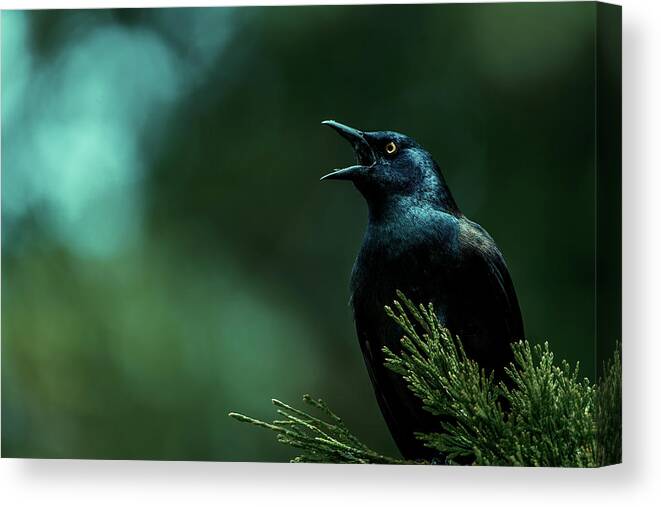 Grackle Canvas Print featuring the photograph Lookout by Rich Kovach