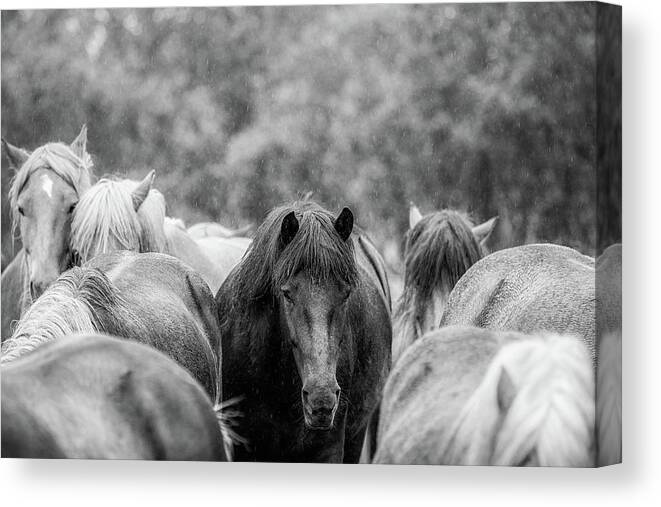 Photographs Canvas Print featuring the photograph Lost in a crowd II - Horse Art by Lisa Saint