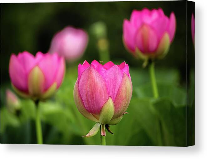 Kenilworth Gardens Canvas Print featuring the photograph Lotus and friends by Robert Miller