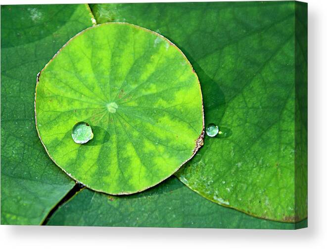Lotus Canvas Print featuring the photograph Lotus Pad Beauty by Jill Love