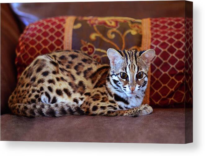 Animals Canvas Print featuring the photograph Lounging Leopard by Laura Fasulo