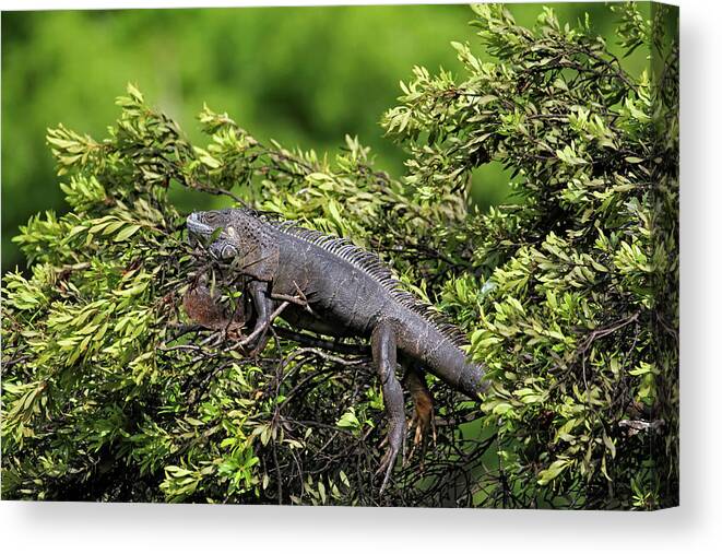Florida Canvas Print featuring the photograph Lounging Lizard by Jennifer Robin