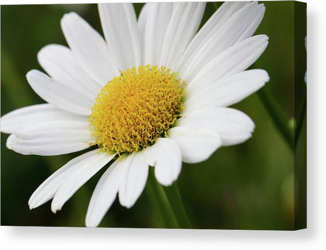 Daisy Canvas Print featuring the photograph Loves Me Loves Me Not by Mary Anne Delgado